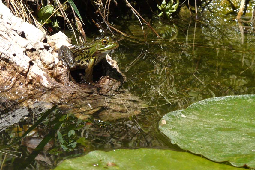 Il Laghetto del Centro di Entomologia - Piombino (LI)